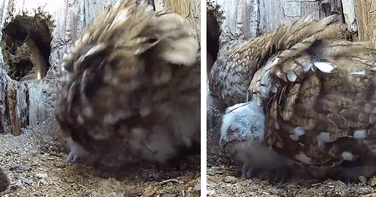 Eine Waldkauz-Mama nimmt ihre Küken im Nest unter ihre Fittiche