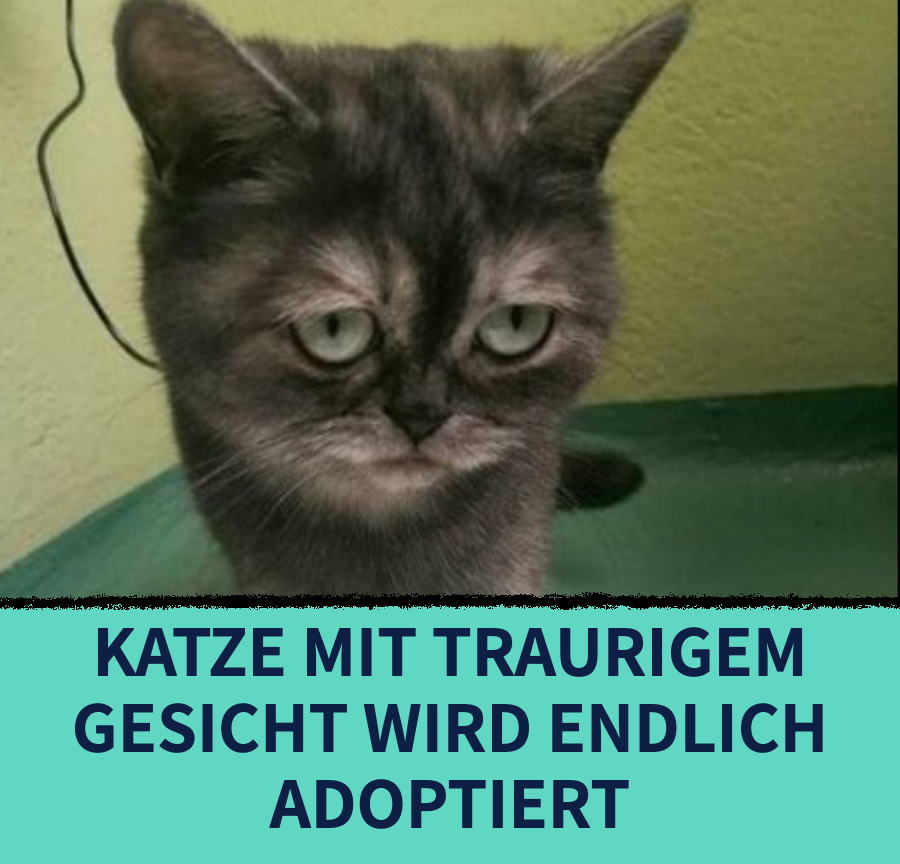 Katze mit traurigem Gesicht wird im Tierheim ignoriert