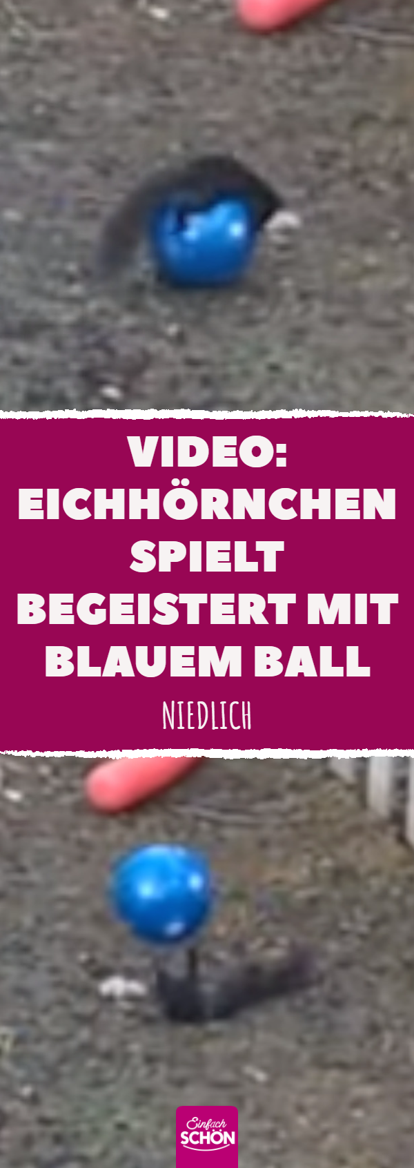 Video: Eichhörnchen spielt begeistert mit blauem Ball