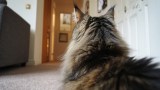 Maine-Coon-Katze. (KI-generiert)