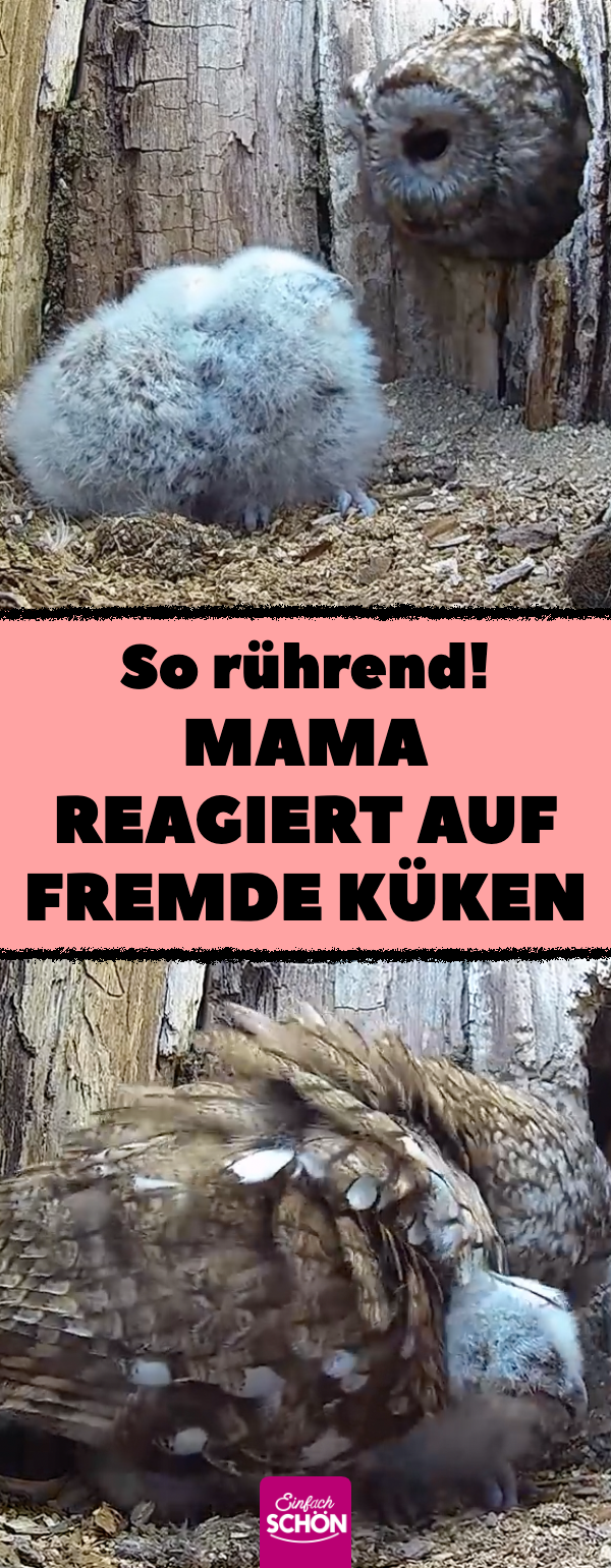 Video: Waldkauz-Mama Luna sieht Küken zum ersten Mal