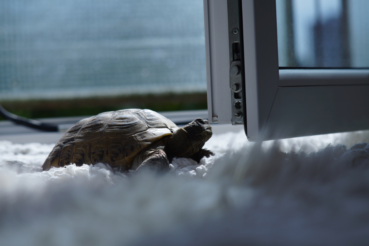 Eine Schildkröte auf einem weißen Teppich.
