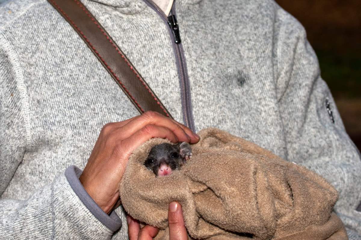 Eine Frau hält ein in eine Decke gewickeltes Baby-Possum im Arm.