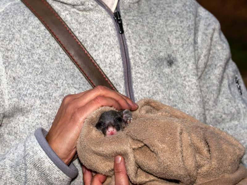 Eine Frau hält ein in eine Decke gewickeltes Baby-Possum im Arm.
