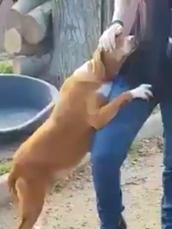 Eine Huendin umarmt einen Mann im Tierheim
