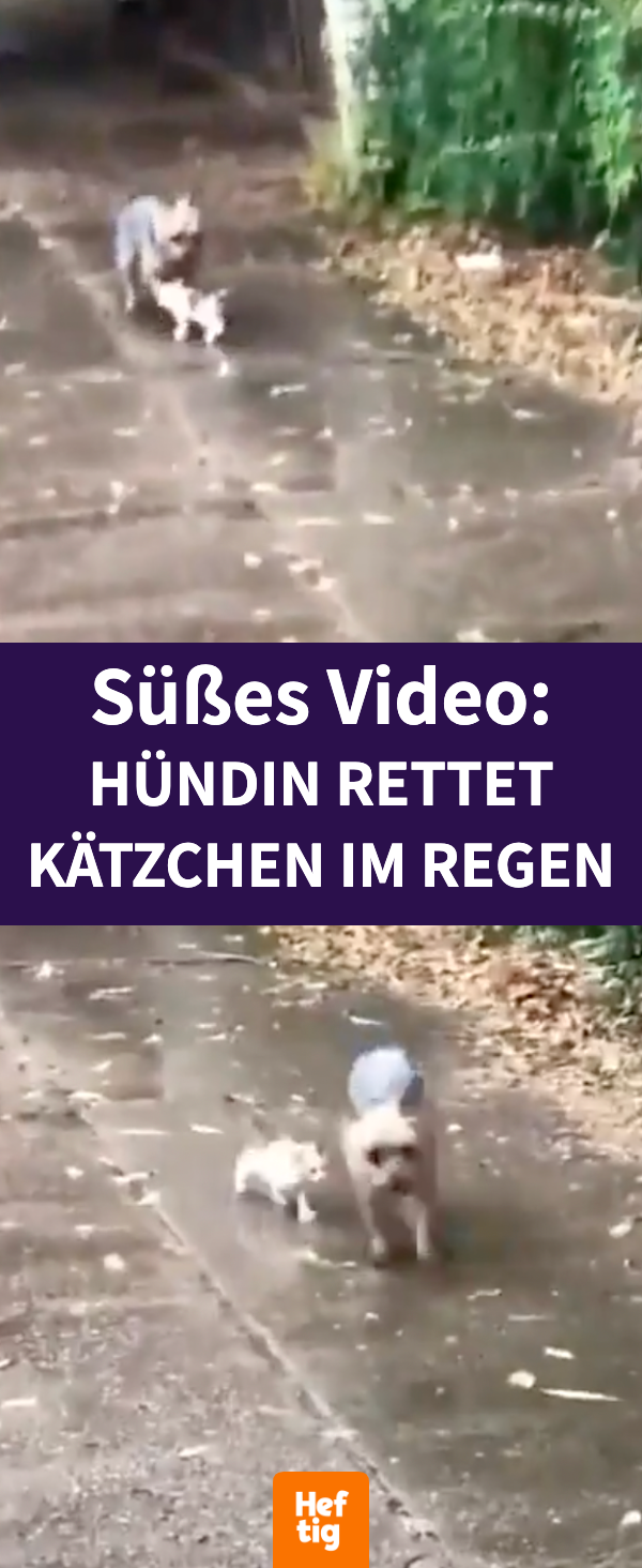 Süßes Video: Hündin rettet Kätzchen im Regen