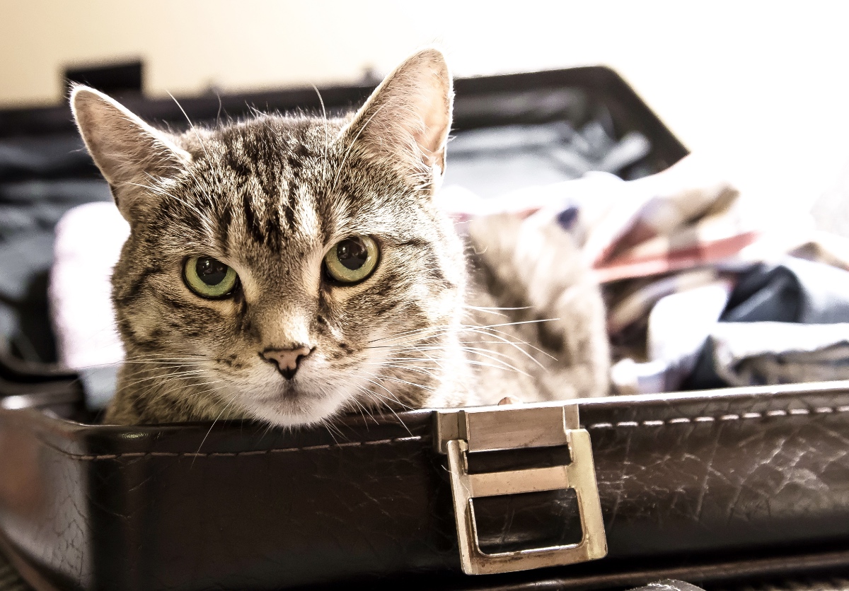 Eine gestreifte Katze liegt in einem geöffneten Koffer.