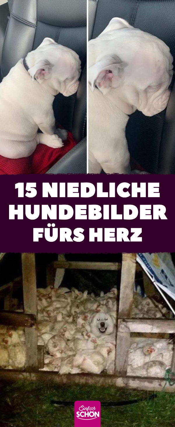 15 niedliche Hundebilder fürs Herz