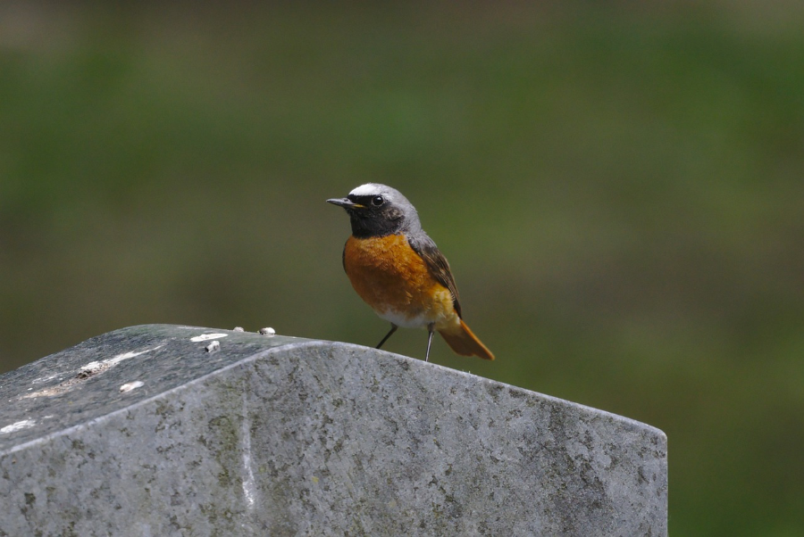 Ein kleiner Vogel – ein Gartenrotschwanz – sitzt auf einem Grabstein.