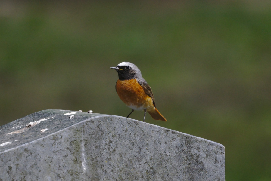 Ein kleiner Vogel – ein Gartenrotschwanz – sitzt auf einem Grabstein.