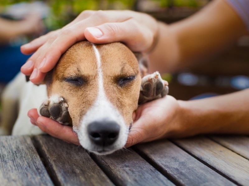 Ein Besitzer streichelt seinen schlafenden Hund und hält seinen Kopf in den Händen.