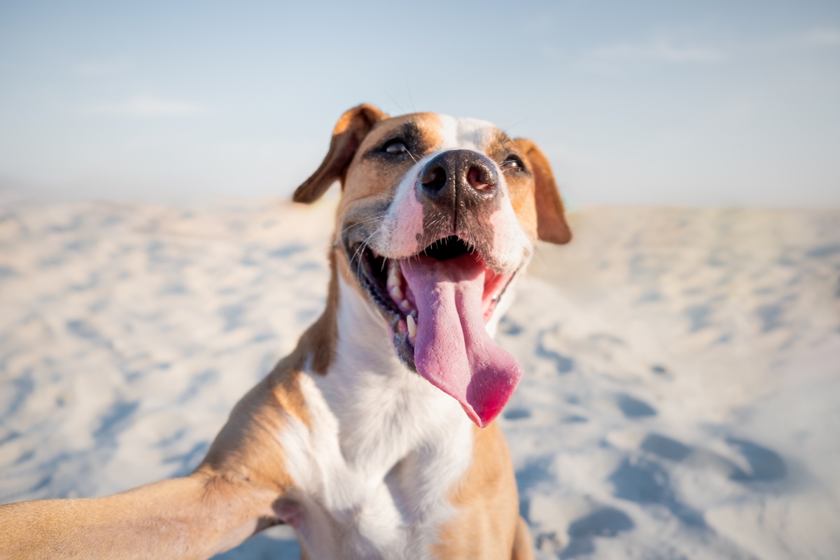 Ein Hund mit heraushängender Zunge spielt an einem Strand.