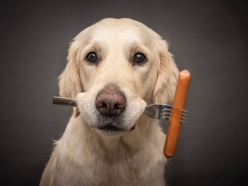 Ein Hund hält eine Gabel mit einem Würstchen in der Schnauze.