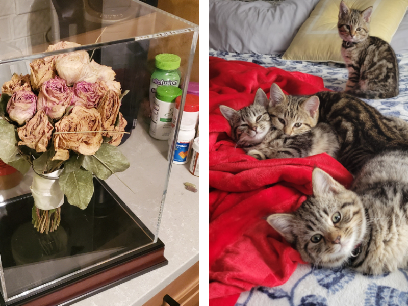 ruehrend-bilder-aufmunternd-tiere-seo