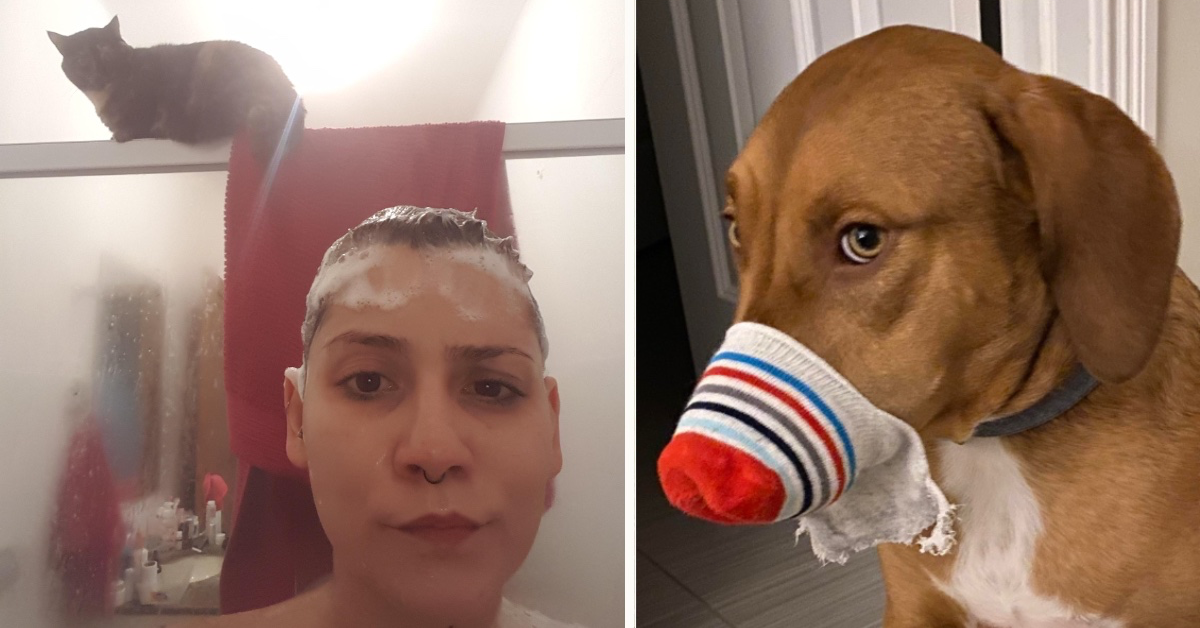 Hund mit Socke auf Schnauze; Katze auf Duschvorhang