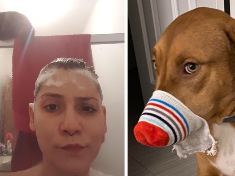 Hund mit Socke auf Schnauze; Katze auf Duschvorhang