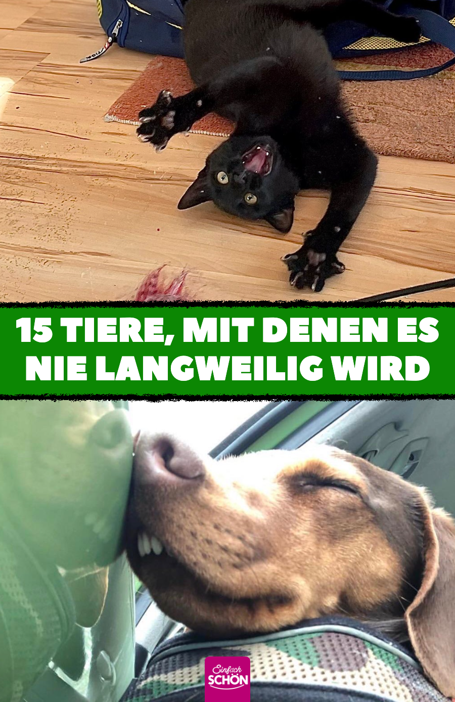 Witzige Tiere, die einfach machen, was sie wollen