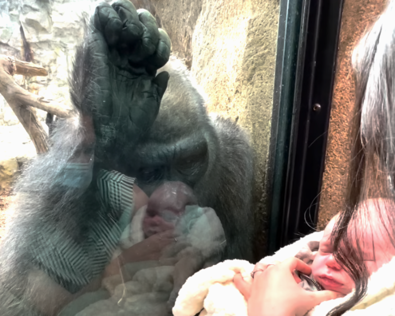 Gorilla-Weibchen Kiki bestaunt durch die Scheibe seines Geheges ein Baby.