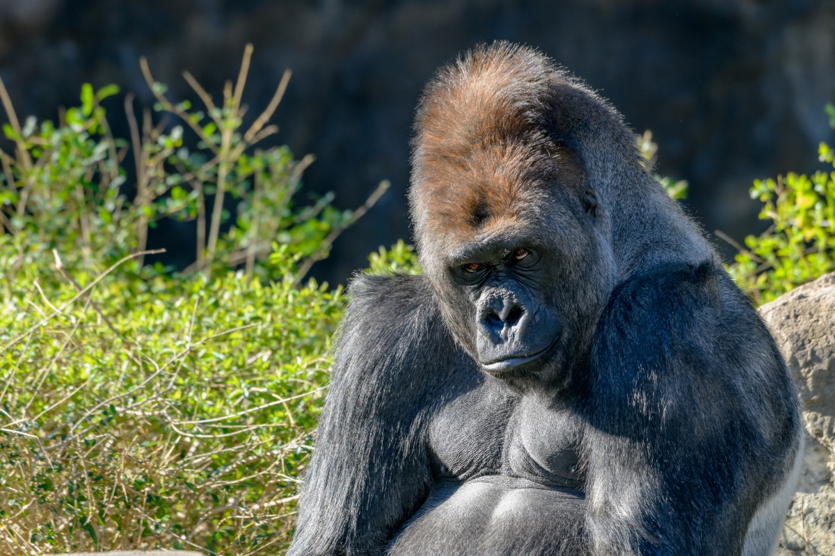 Ein Gorilla auf einer Wiese.