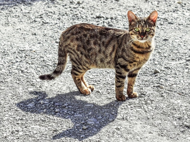Eine getigerte Katze auf einer Straße.