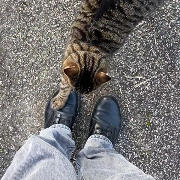 Eine Katze zerkratzt einen schwarzen Stiefel