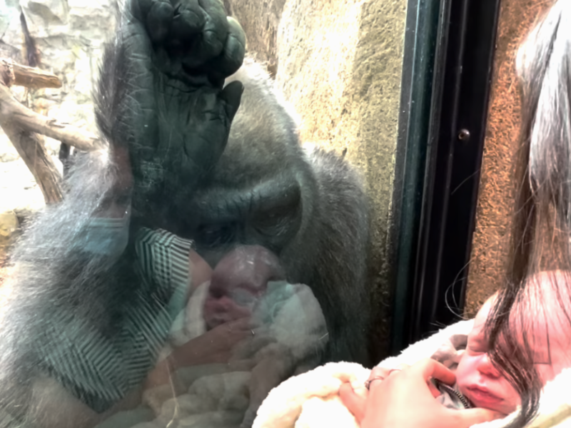 Eine Mutter zeigt sein Baby einem Gorilla-Weibchen im Zoo.