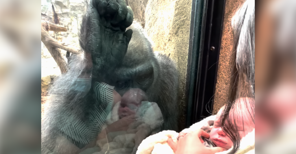Video: Gorilla-Mutter ‚Kiki‘ im Franklin Park Zoo von Baby bezaubert