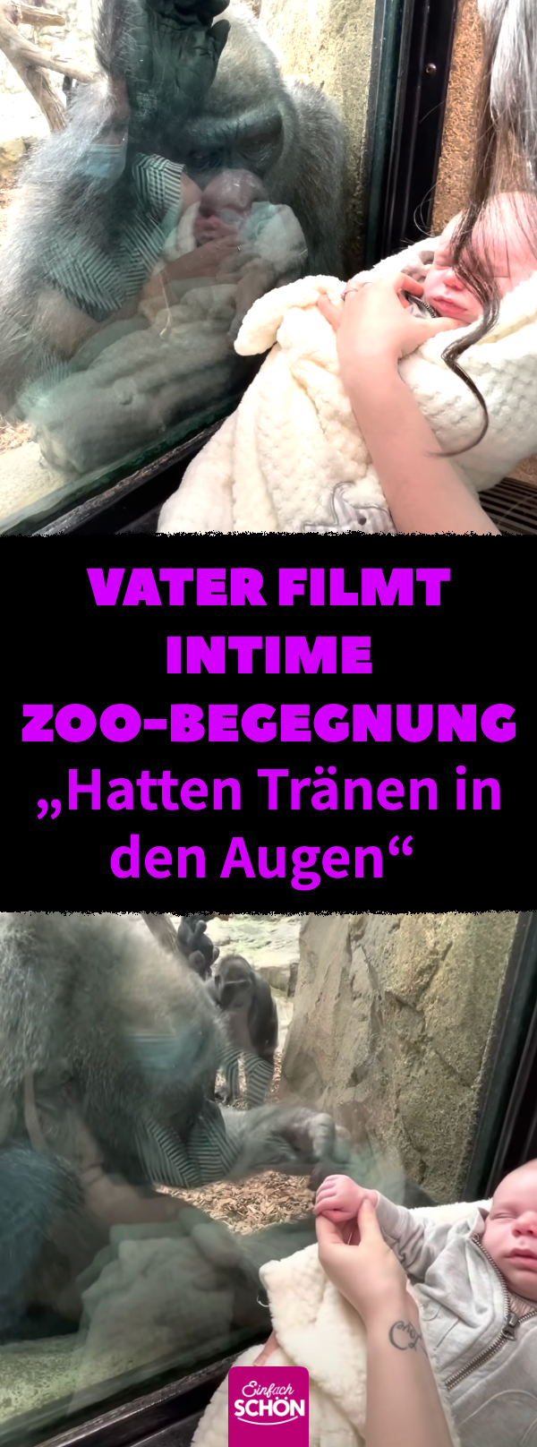 Video: Gorilla-Mutter \'Kiki\' im Franklin Park Zoo von Baby bezaubert