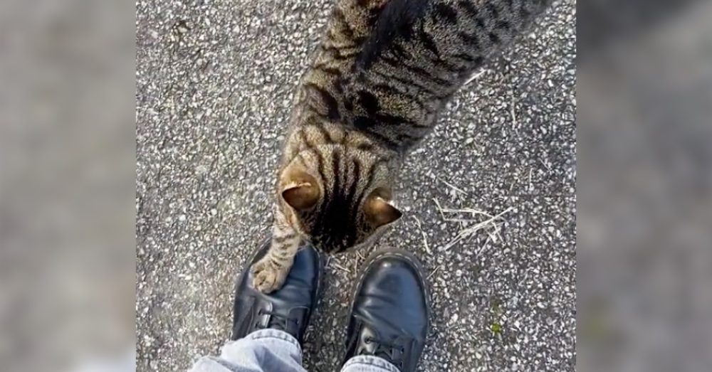 Eine Katze zerkratzt den Stiefel eines Spaziergängers