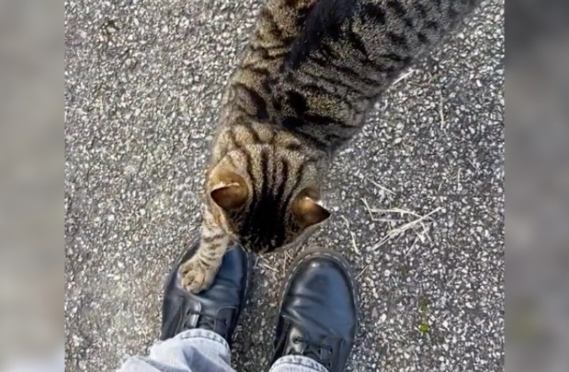 Eine Katze zerkratzt den Stiefel eines Spaziergängers