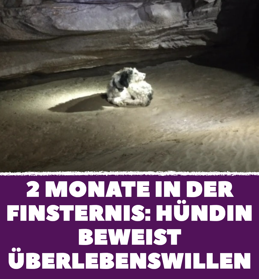 Tierrettung: Hündin in tiefer Höhle entdeckt