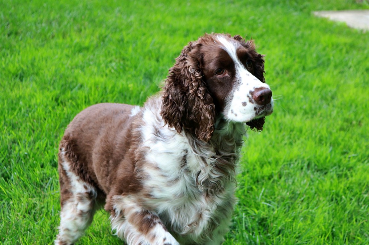 Ein English Springer Spaniel auf einer Wiese