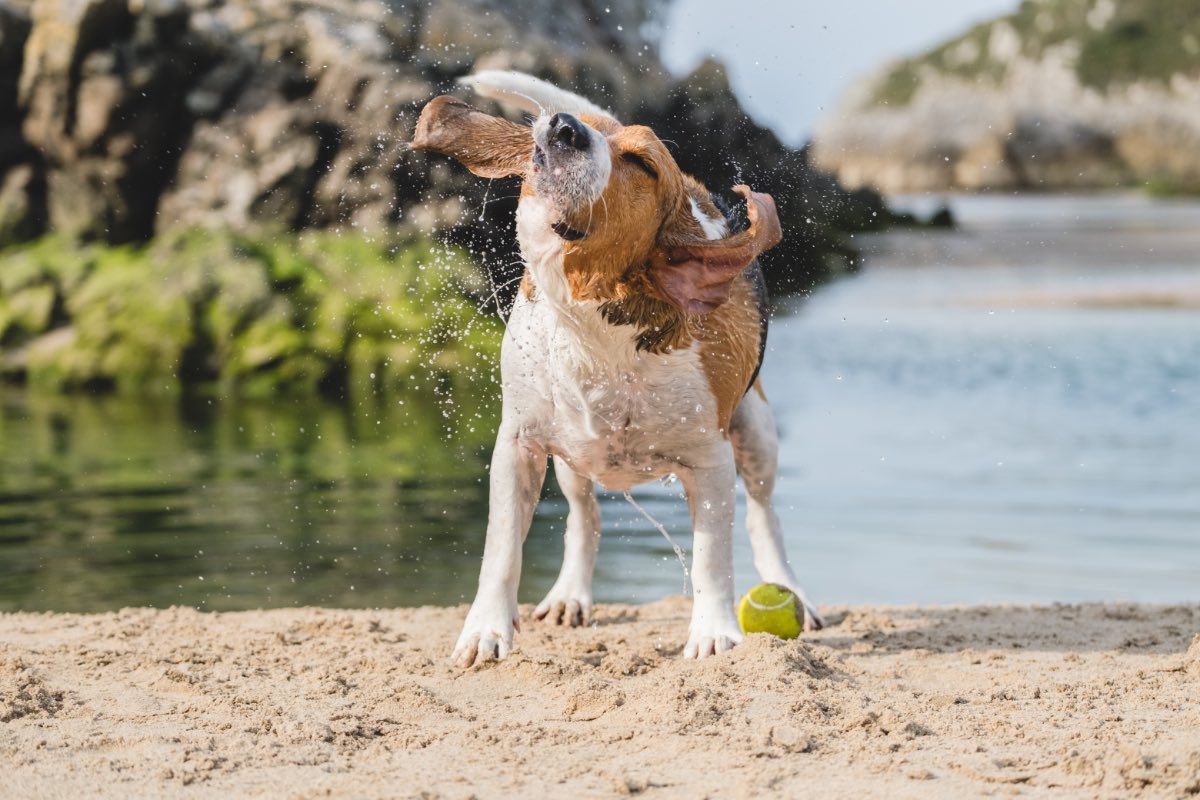 Ein Beagle schüttelt sich an einem Strand das Wasser aus dem Pelz.