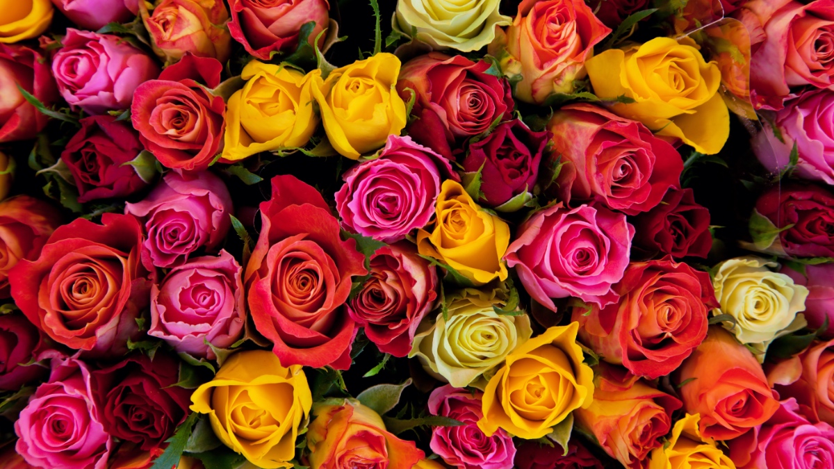 Viele verschiedenfarbige Rosen.