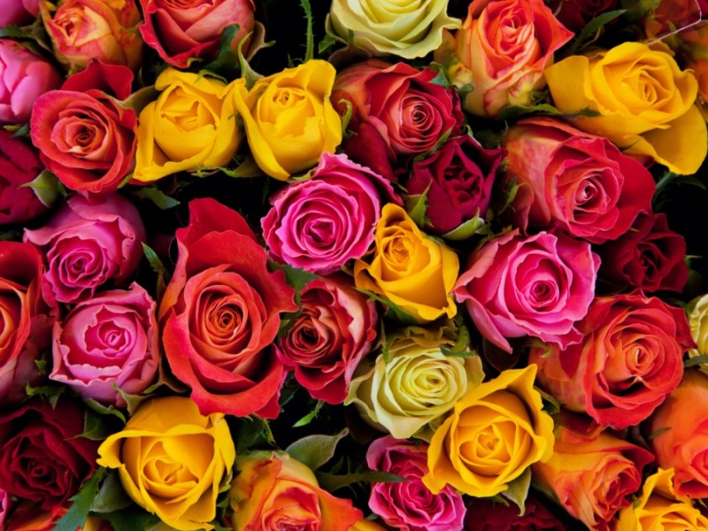 Viele verschiedenfarbige Rosen.