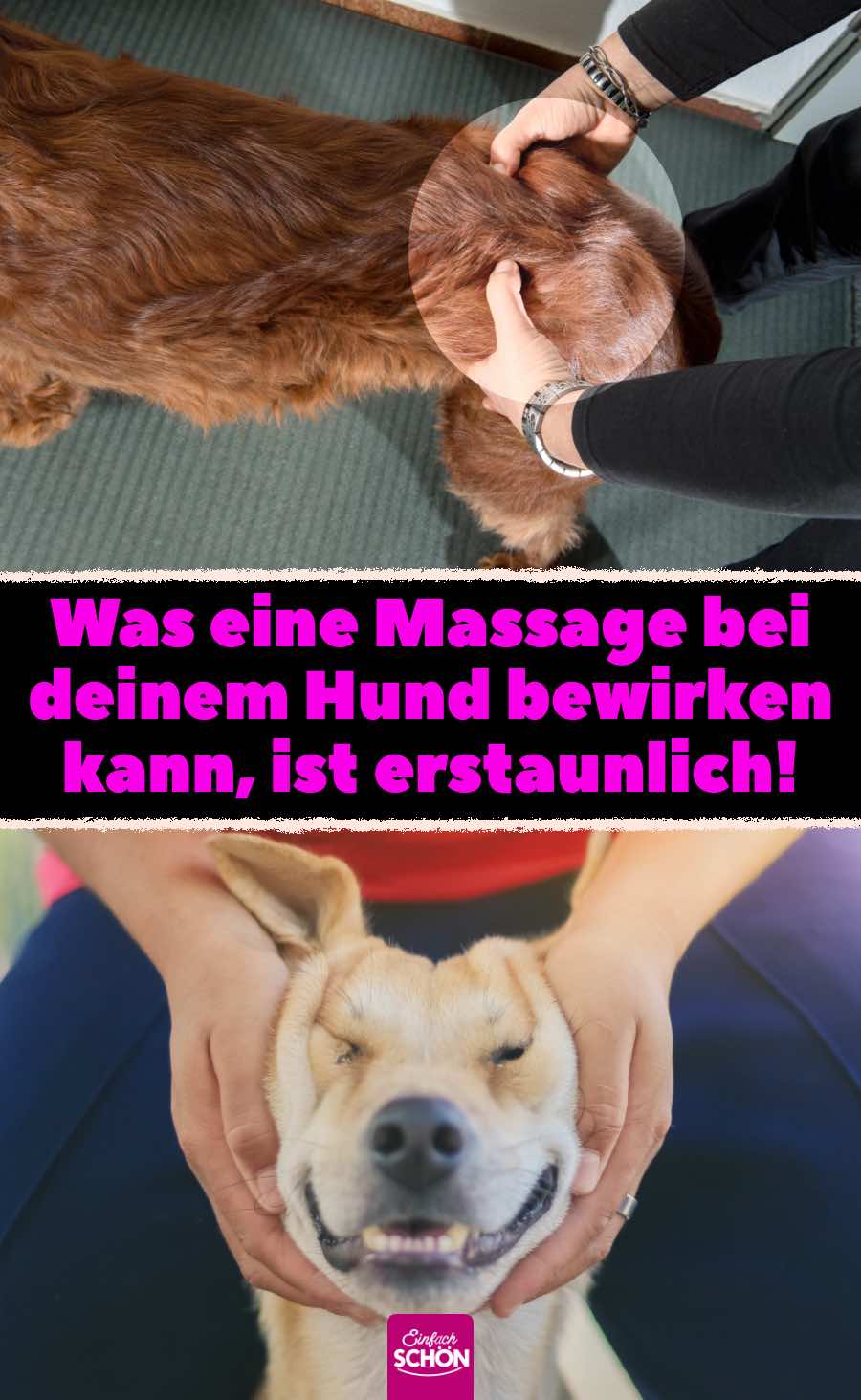 Was eine Massage bei deinem Hund bewirken kann, ist erstaunlich!