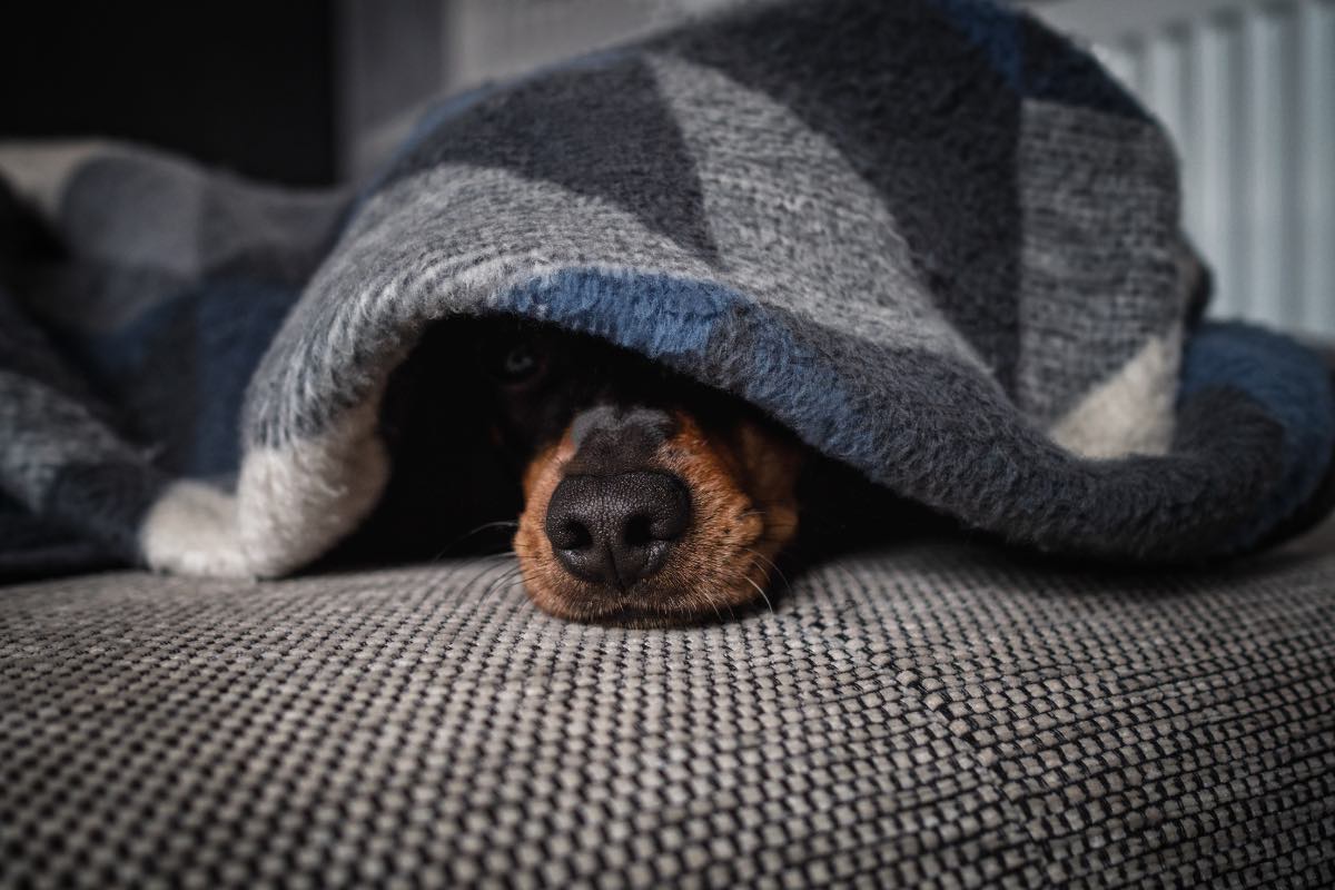 Ein ängstlicher Hund versteckt sich unter einer Decke.