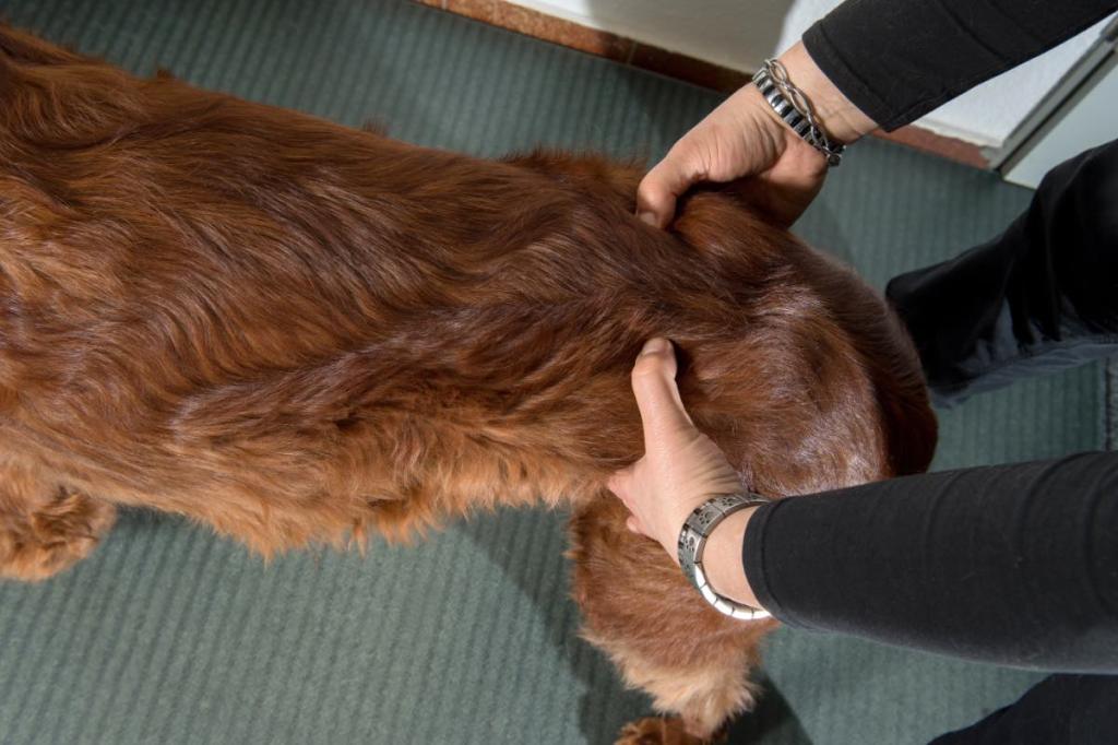 Eine Physiotherapeutin massiert einen Hund.