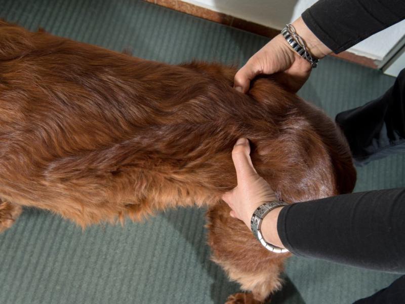 Was eine Massage bei deinem Hund bewirken kann, ist erstaunlich!