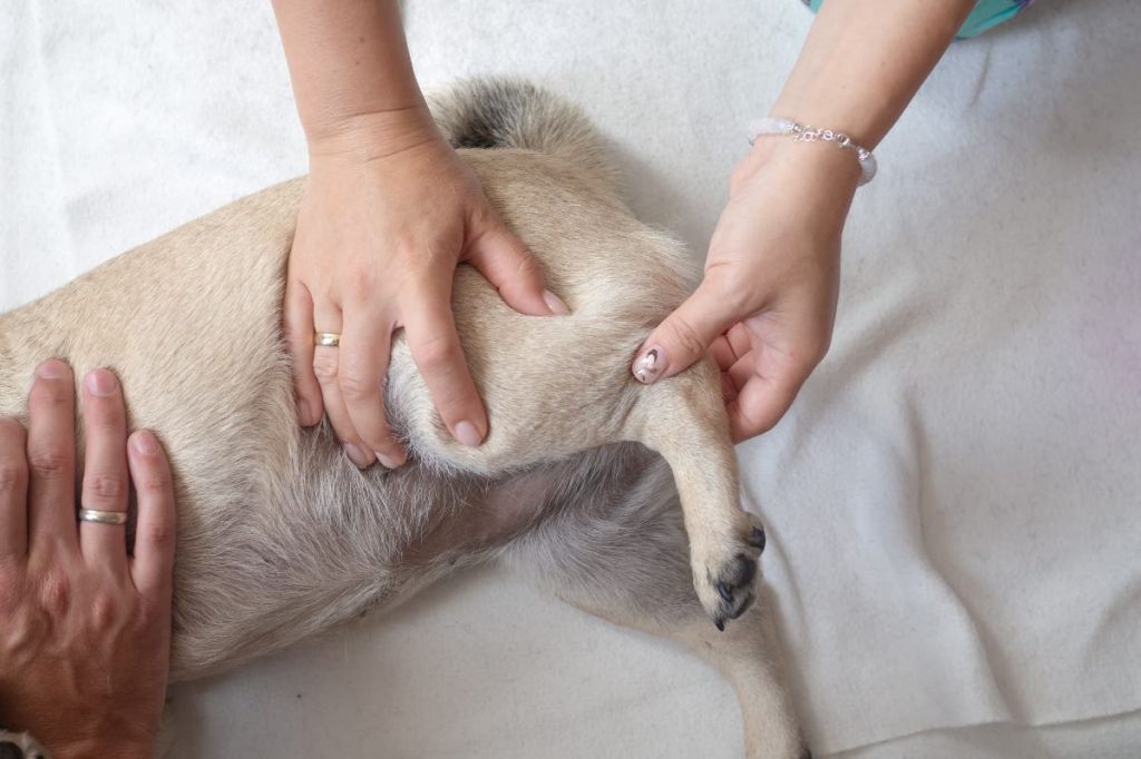 Eine Therapeutin massiert die Hinterbeine eines Hundes.