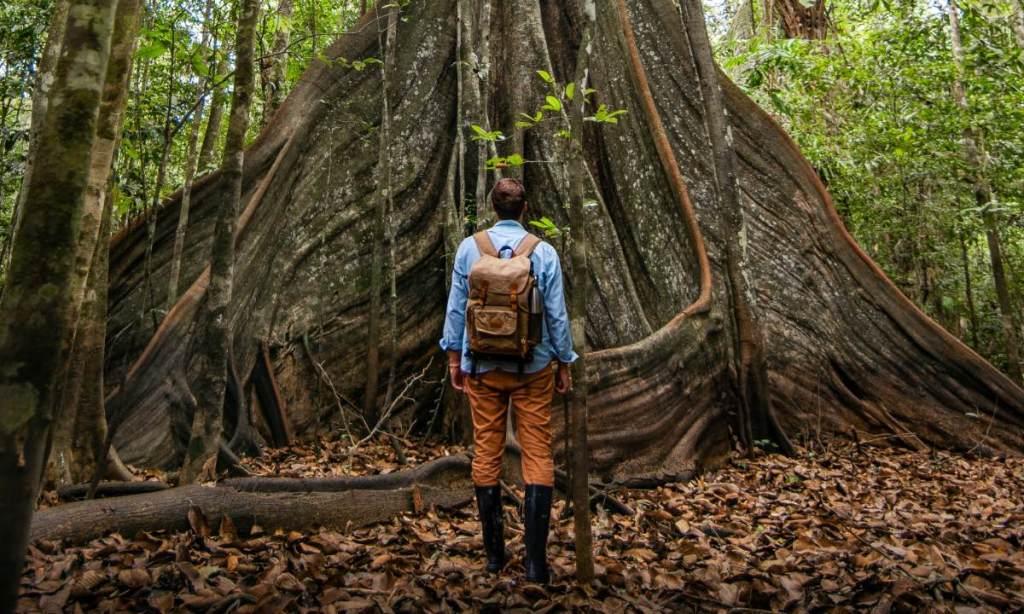 Ein Mann mit Rucksack steht vor einem großen Baum in einem Dschungel.