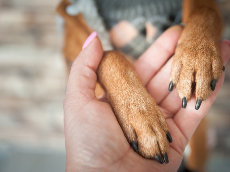 2 Hunde tun alles, um ihr Frauchen zu retten