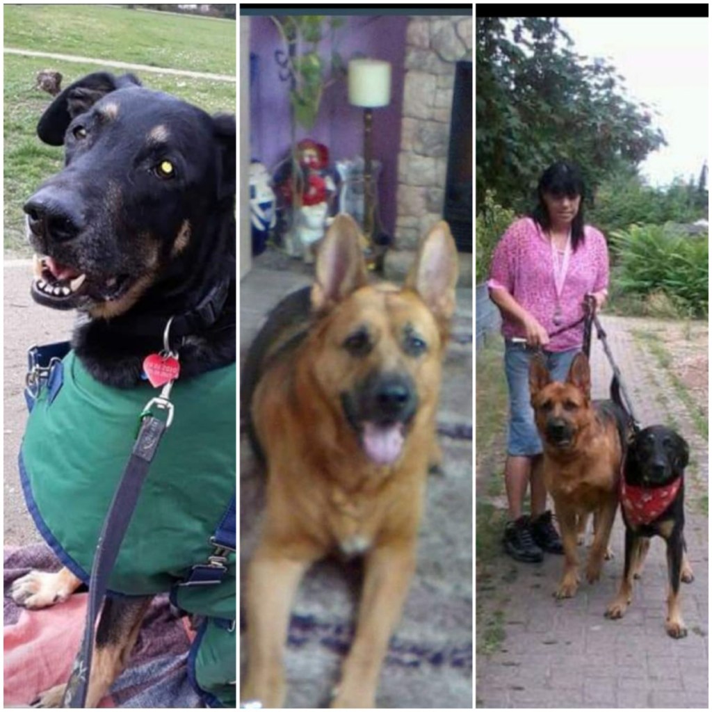 Eine Collage aus drei Fotos, die zwei Hunde und ihr Frauchen zeigen.