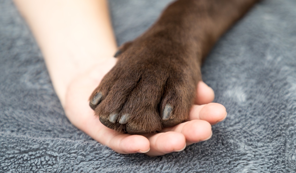 Ein Kind hält die Pfote eines Labradors.