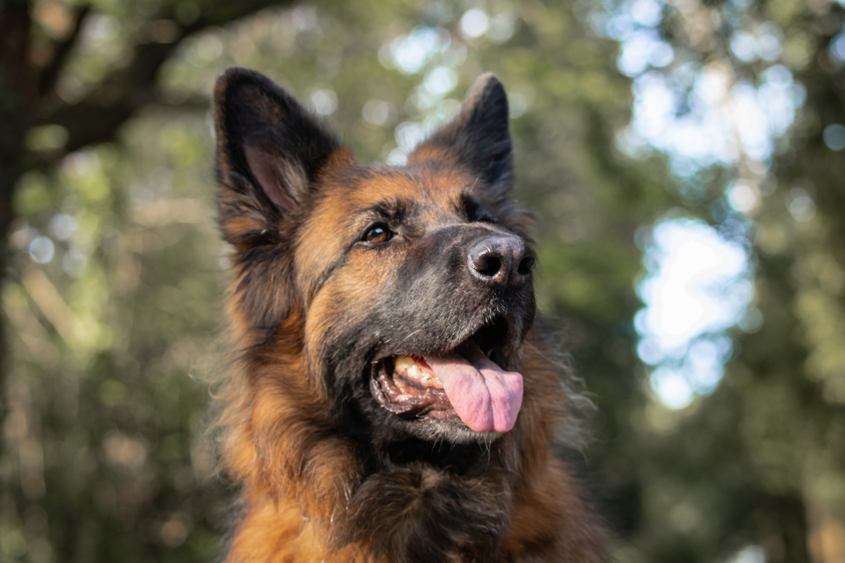 Ein Foto von einem hechelnden Schäferhund