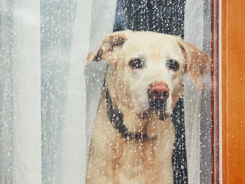 Ein trauriger Hund schaut aus dem Fenster.