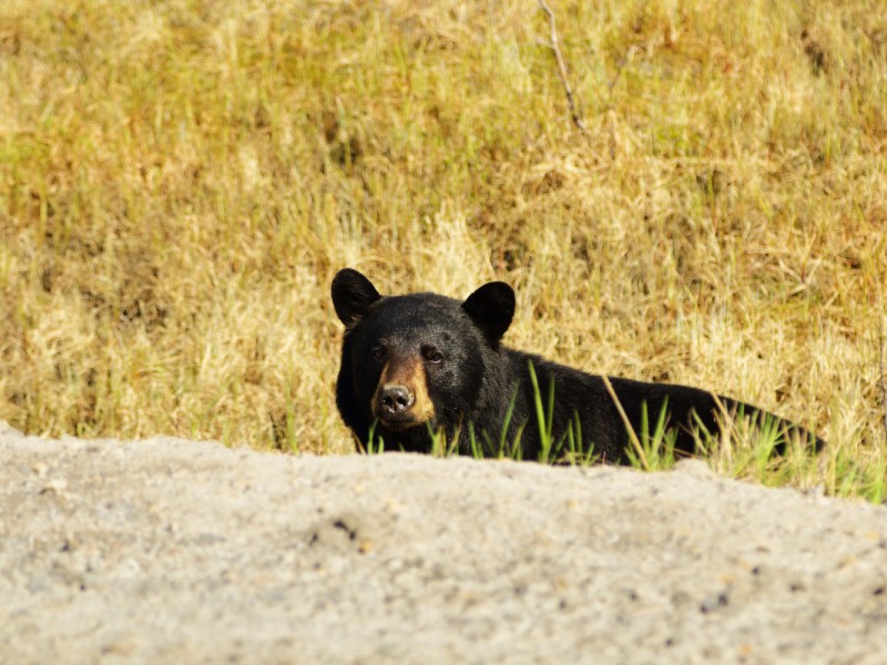Video: Mutige Gruppe hilft Bären aus der Klemme