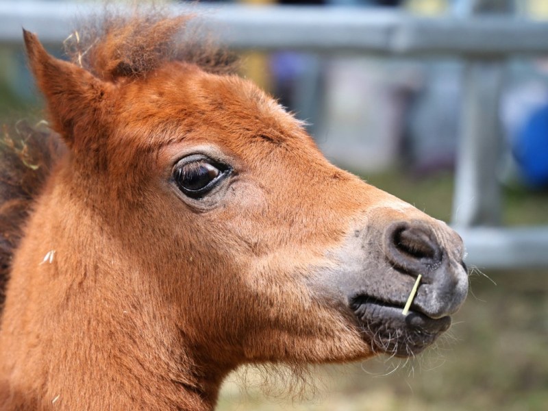 Ein Porträt von einem Shetland-Pony.