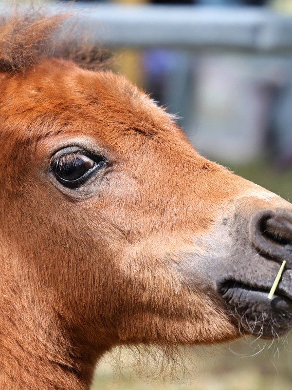 „Du bist nicht allein“: Pony-Auktion setzt starkes Zeichen gegen Krebs
