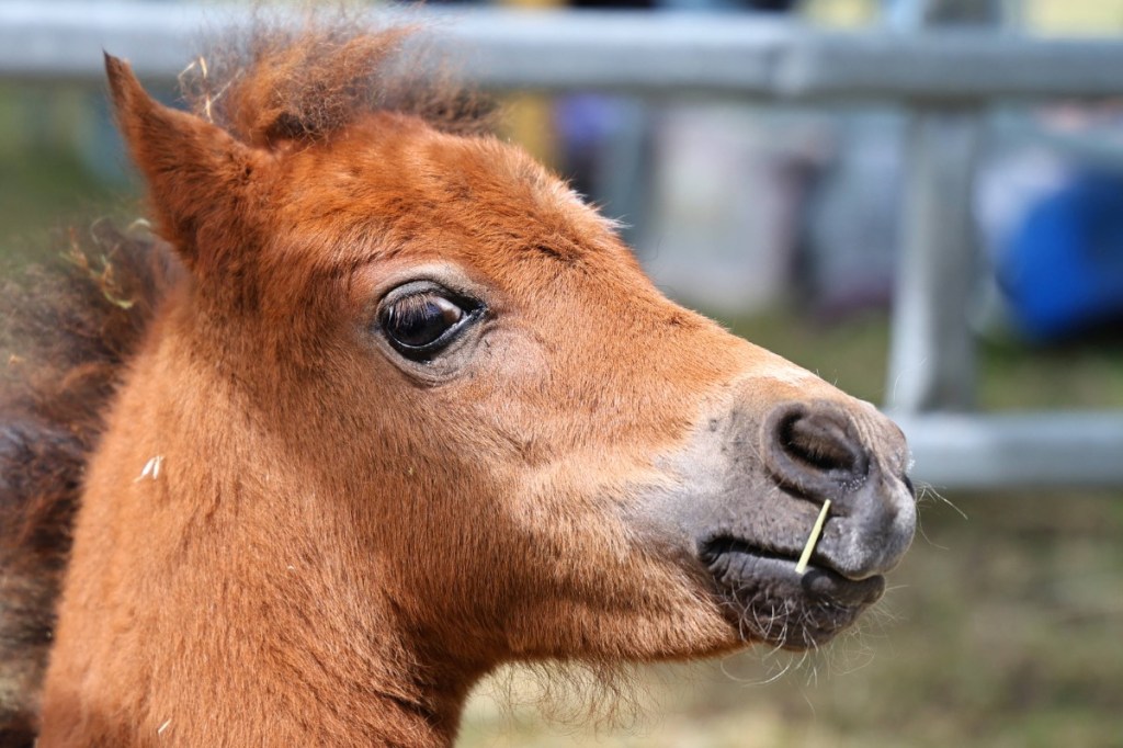 „Du bist nicht allein“: Pony-Auktion setzt starkes Zeichen gegen Krebs